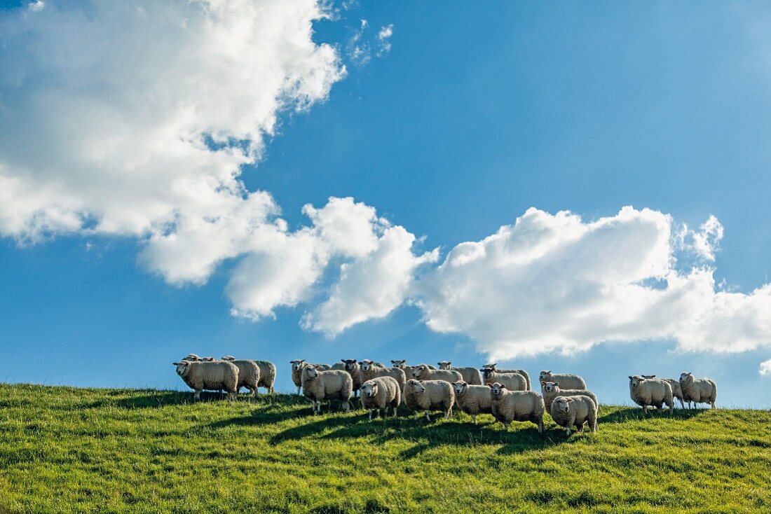 Neugierige Schafherde auf dem Deich, Sylt