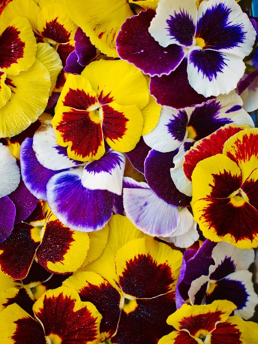 Various coloured pansies (full frame)