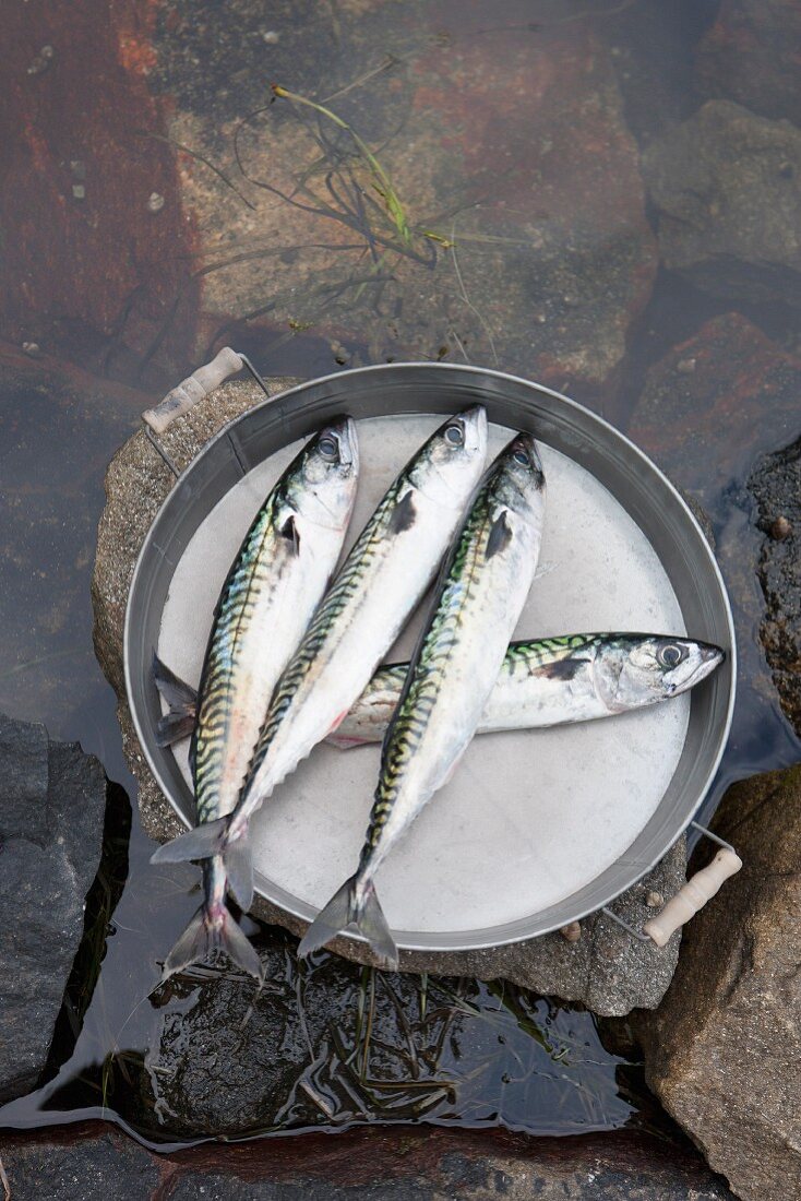 Fresh mackerel on a metal tray in water (seen from above)
