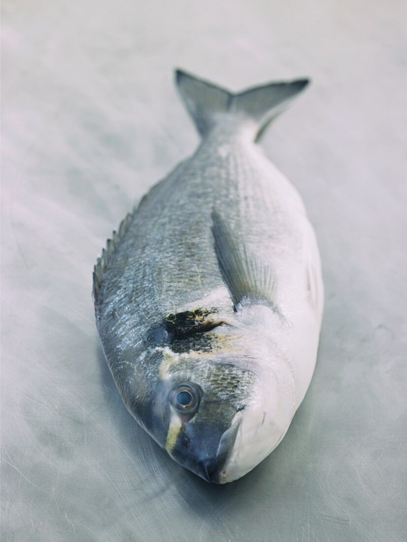 A gilt head seabream