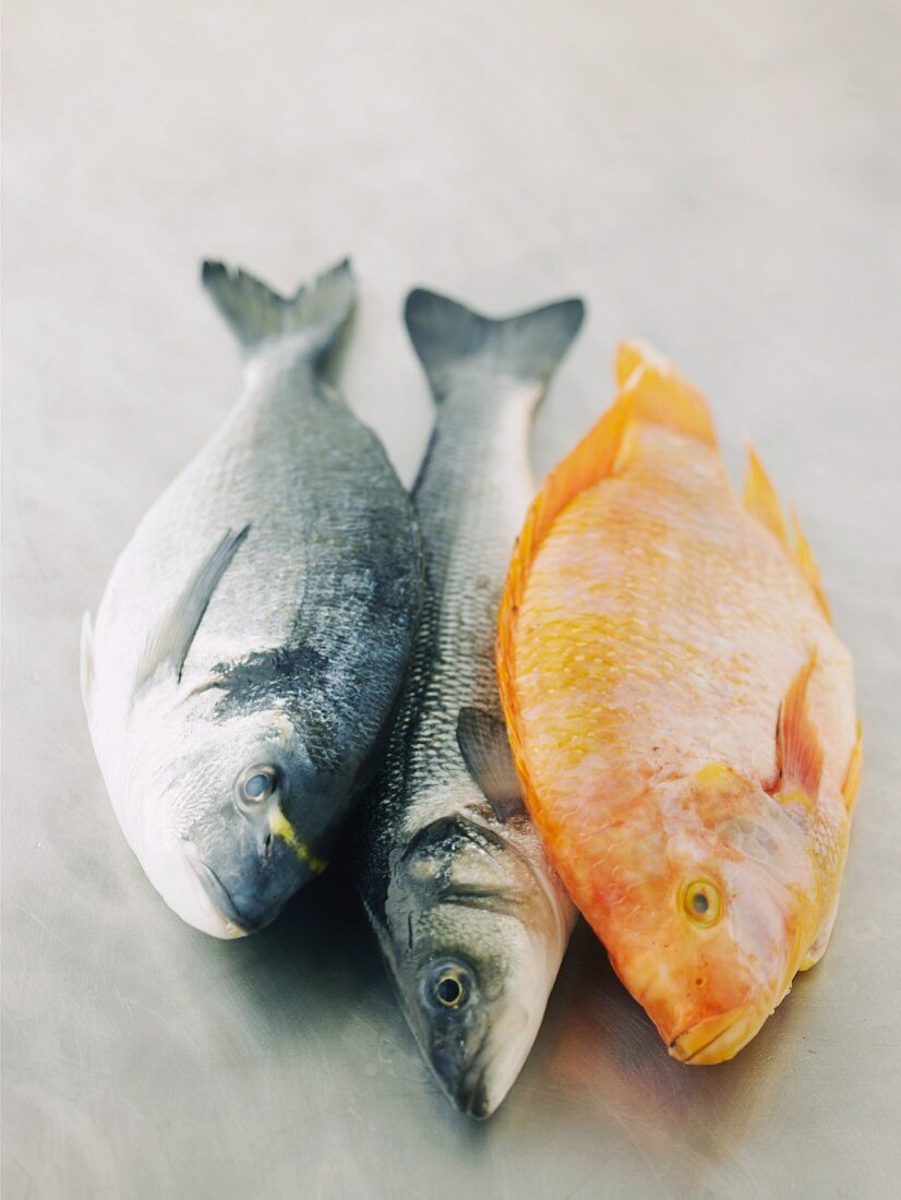 Gilt head seabream, sea bass and tilapia