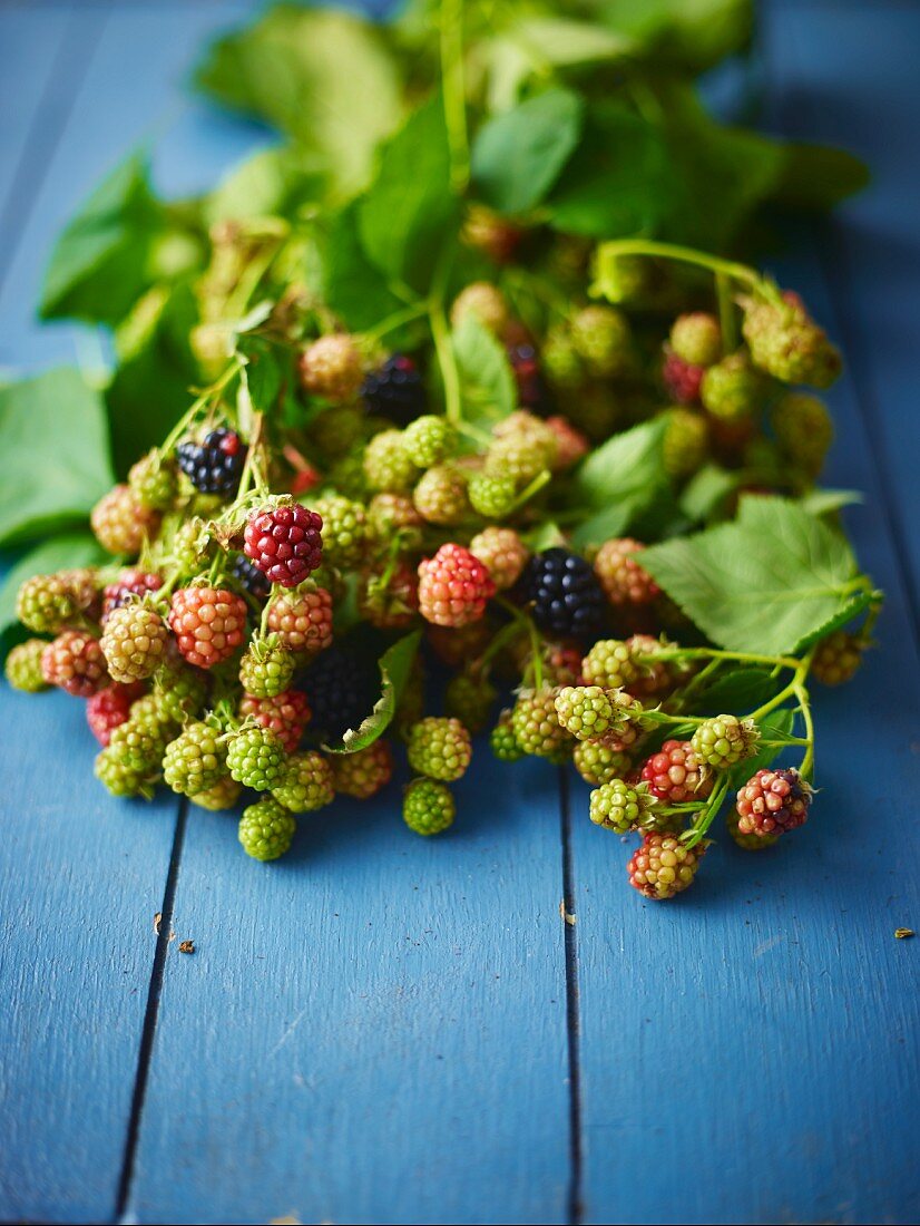 A sprig of ripe and unripe wild blackberries