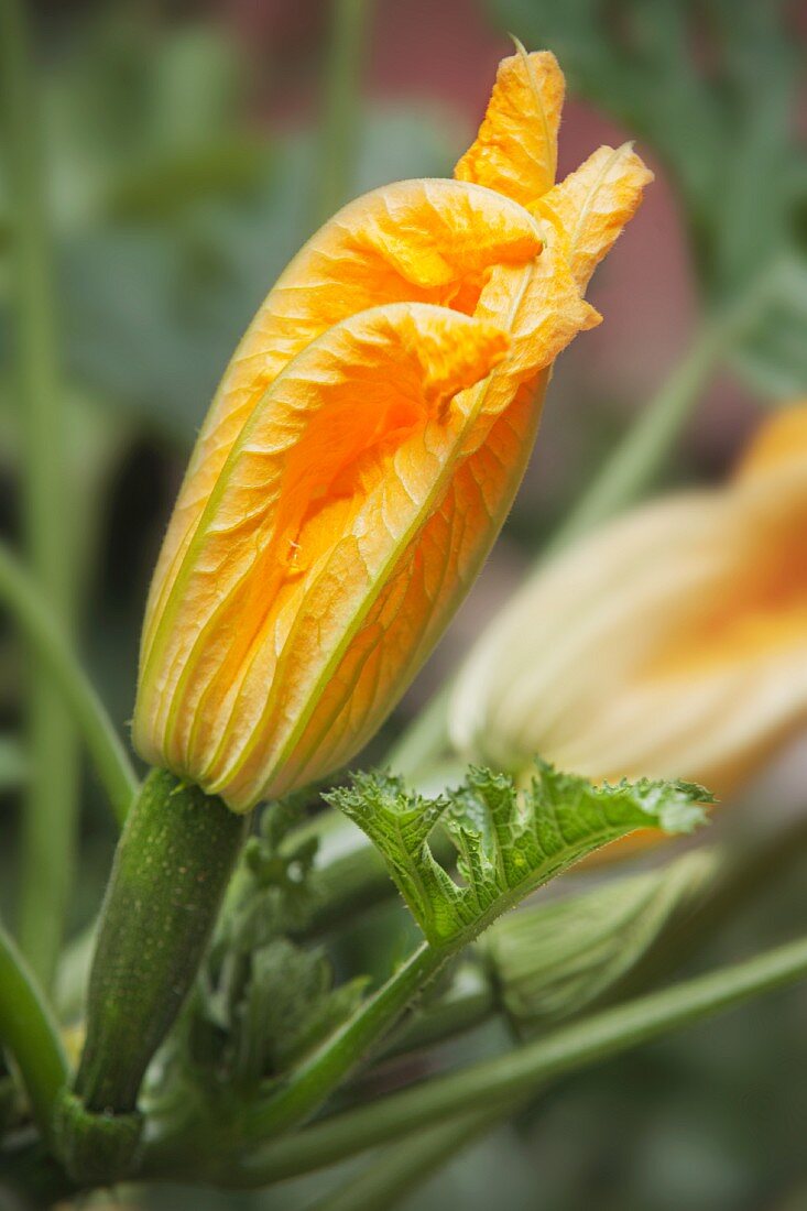 Courgette flowers in a field