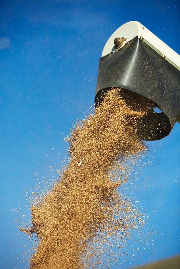 Rye being harvested