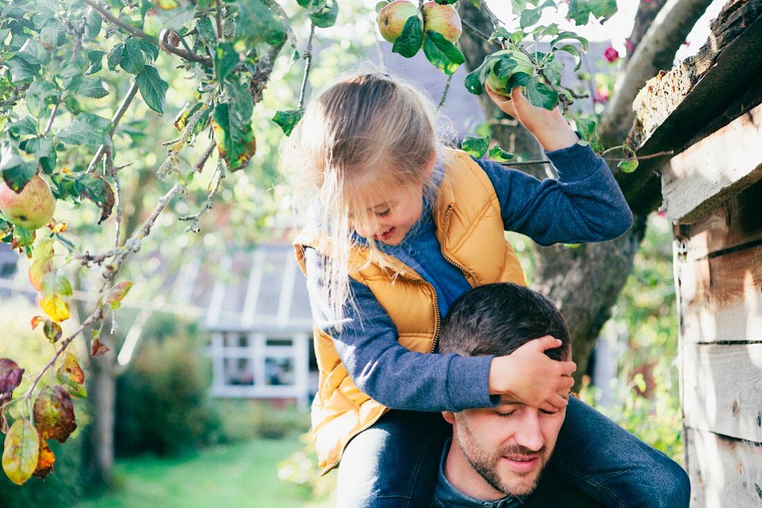 Tochter auf Vaters Schultern pflückt Äpfel vom Baum