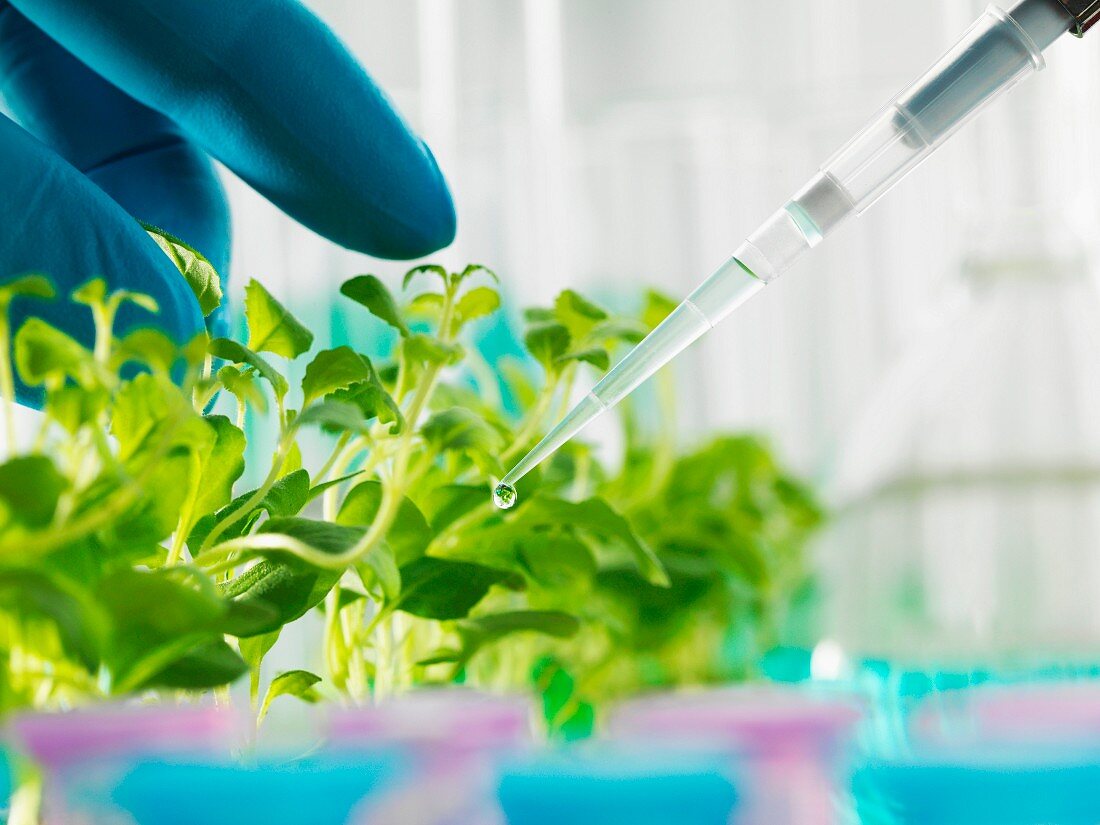A researcher using a pipette to water young plants in a laboratory