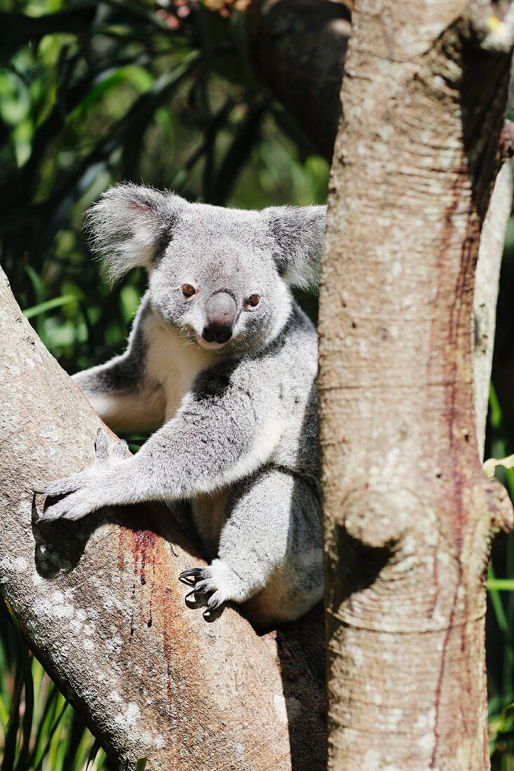 Koala am Baum (Australien)