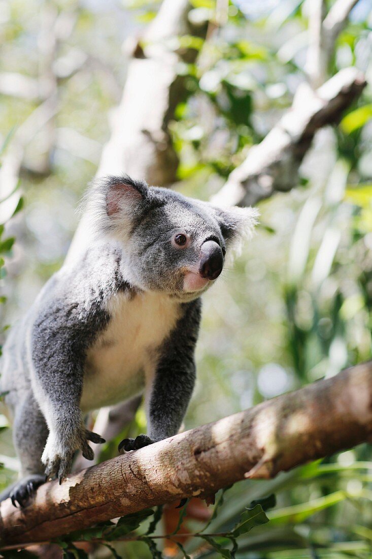 A koala climbing on a branch