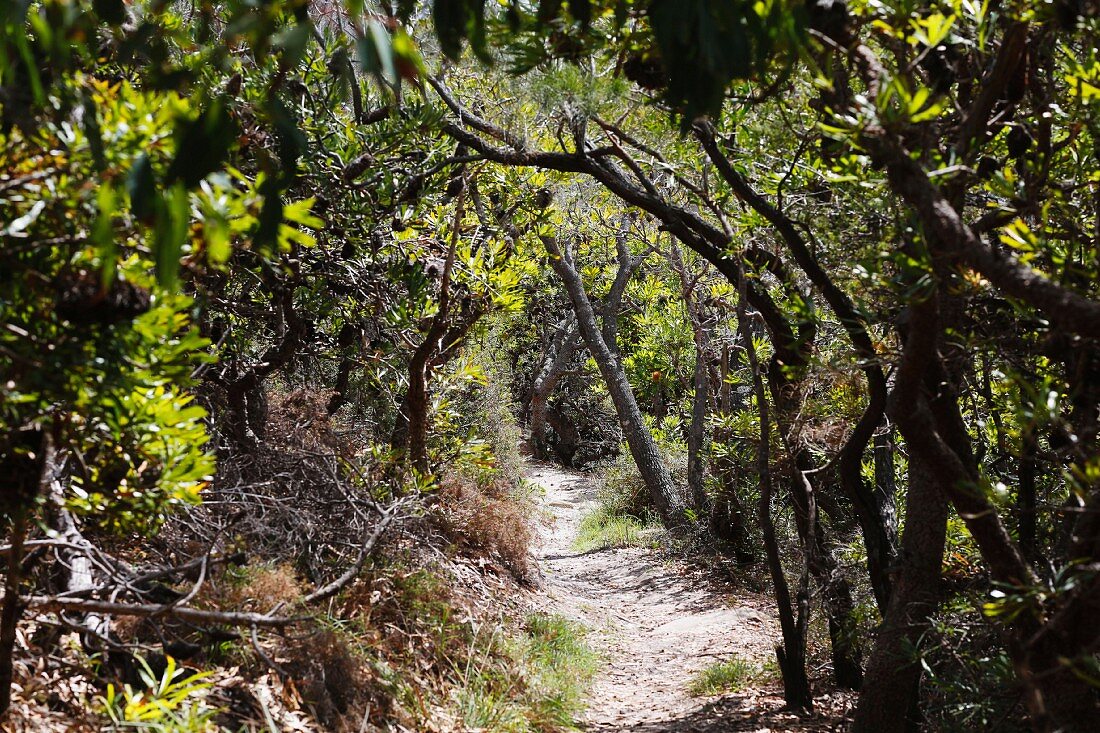 A path through the Noosa National Park, Australia