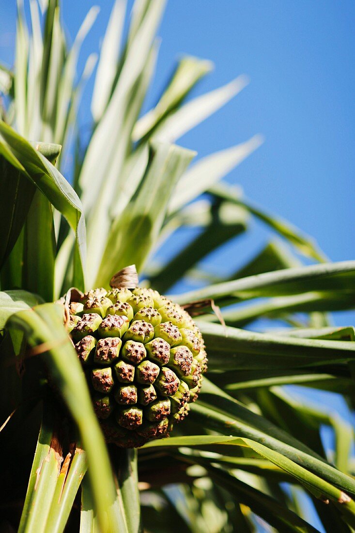 And exotic fruit on a tree in Noosa, Australia