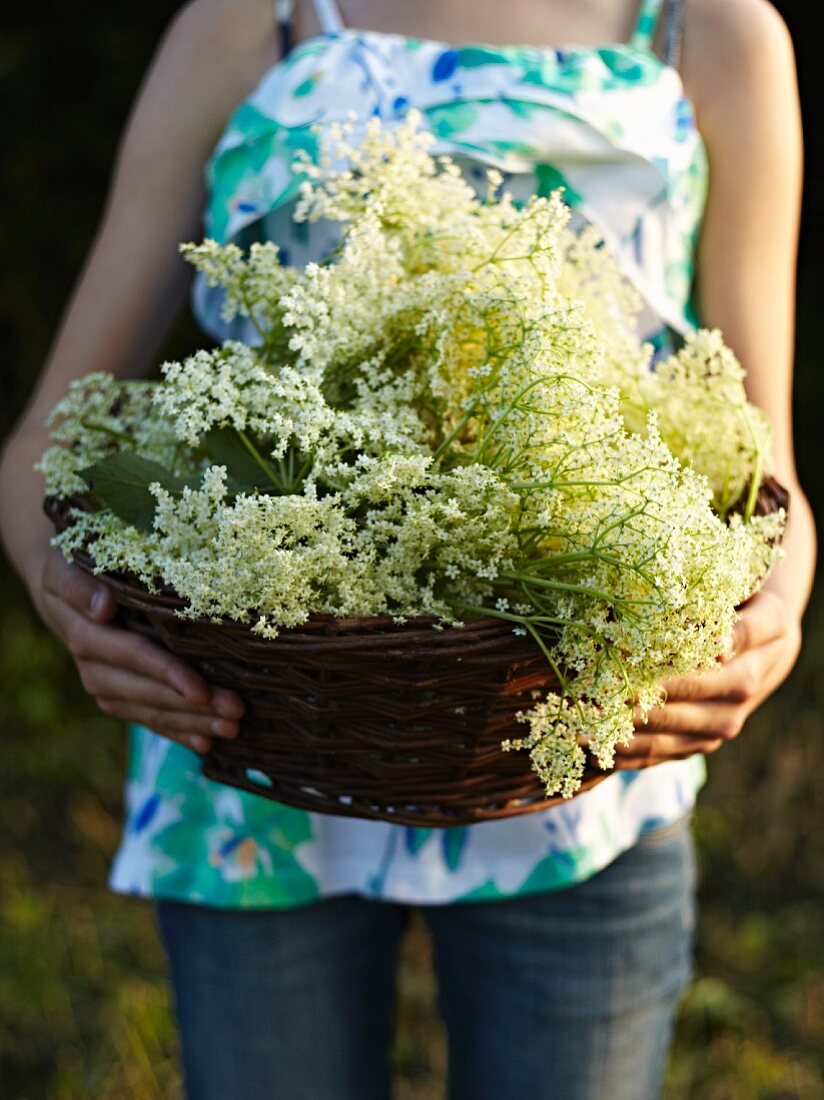 A woman carrying a basket of freshly harvested elderflowers