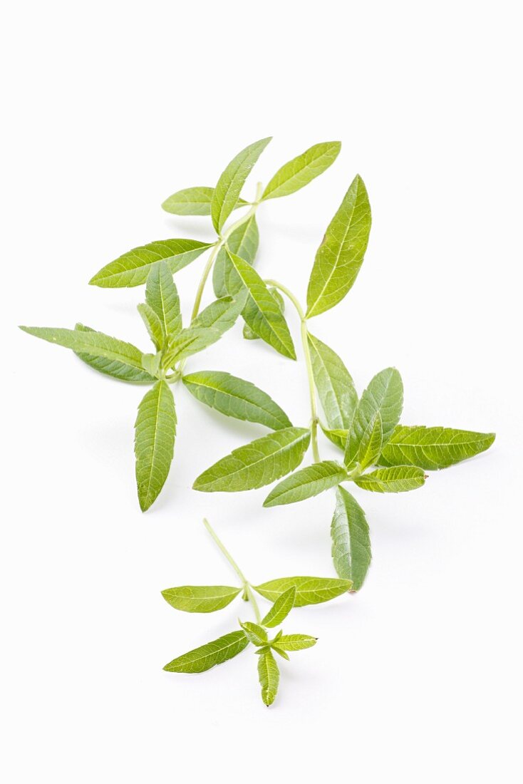 Lemon verbena