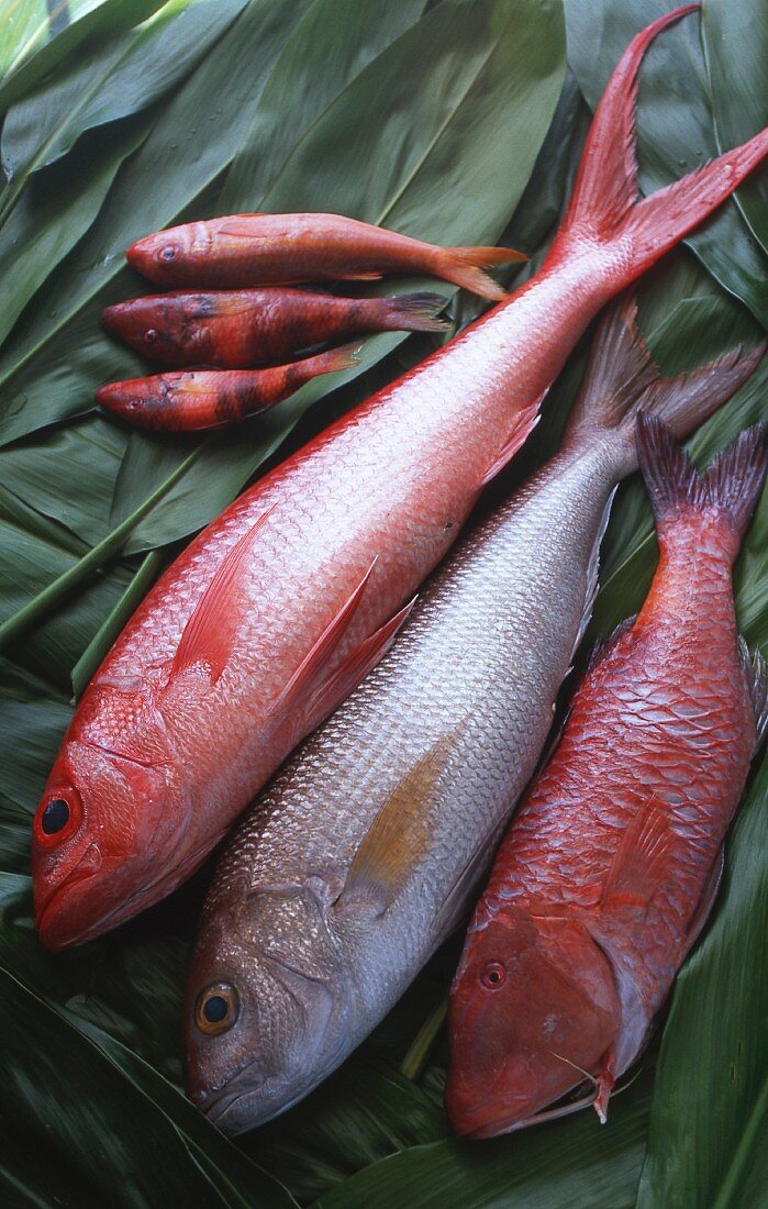 Fresh Hawaiian fish on green leaves