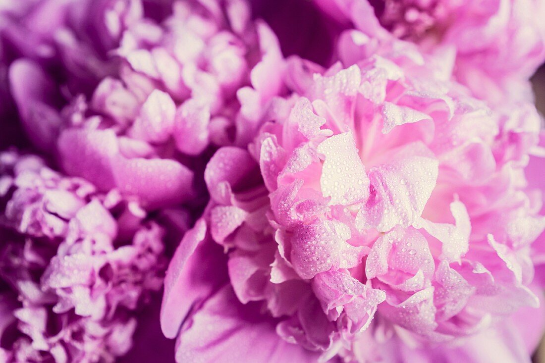 Rosa Pfingstrosen close up