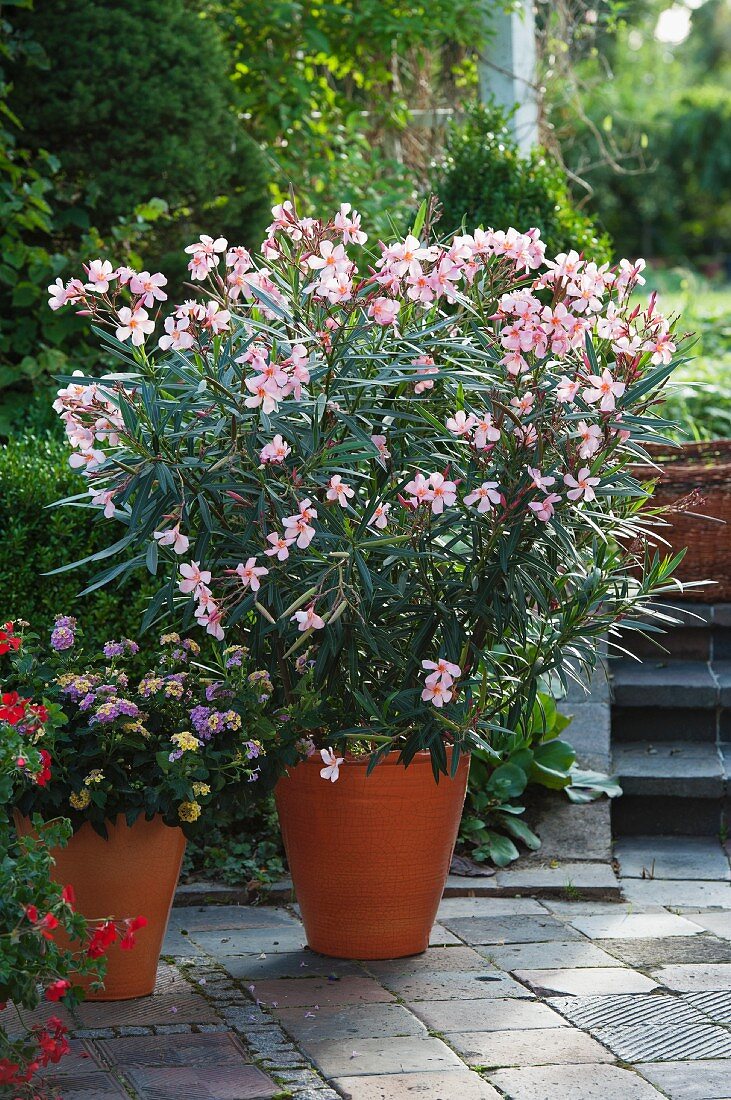 Potted oleander (Nerium oleander 'Madame Leon Blum') on terrace