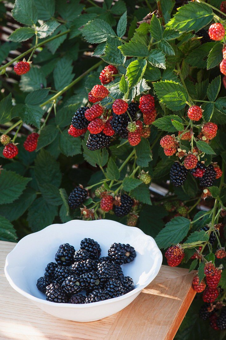 Freshly picked blackberries in a bowl in front of a blackberry bush