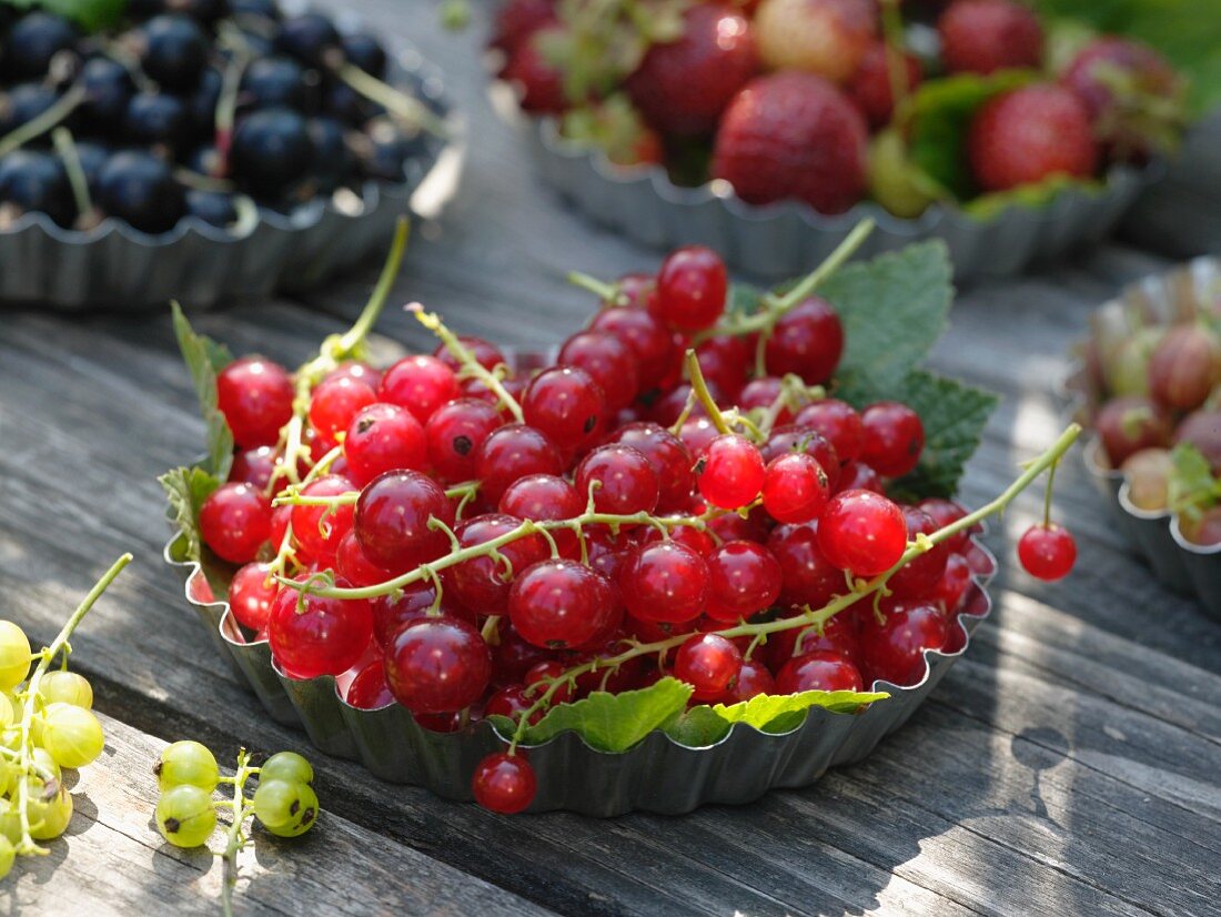 Freshly picked redcurrants in flan tin