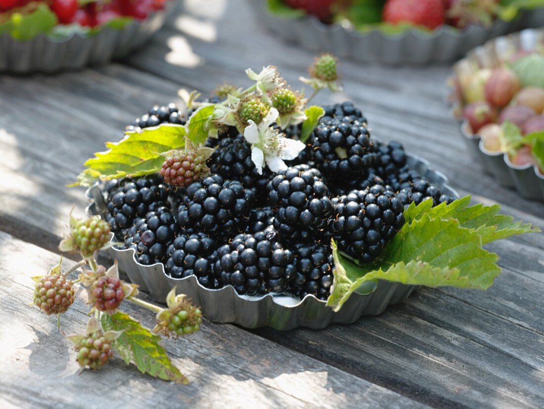 Freshly picked blackberries in flan tin