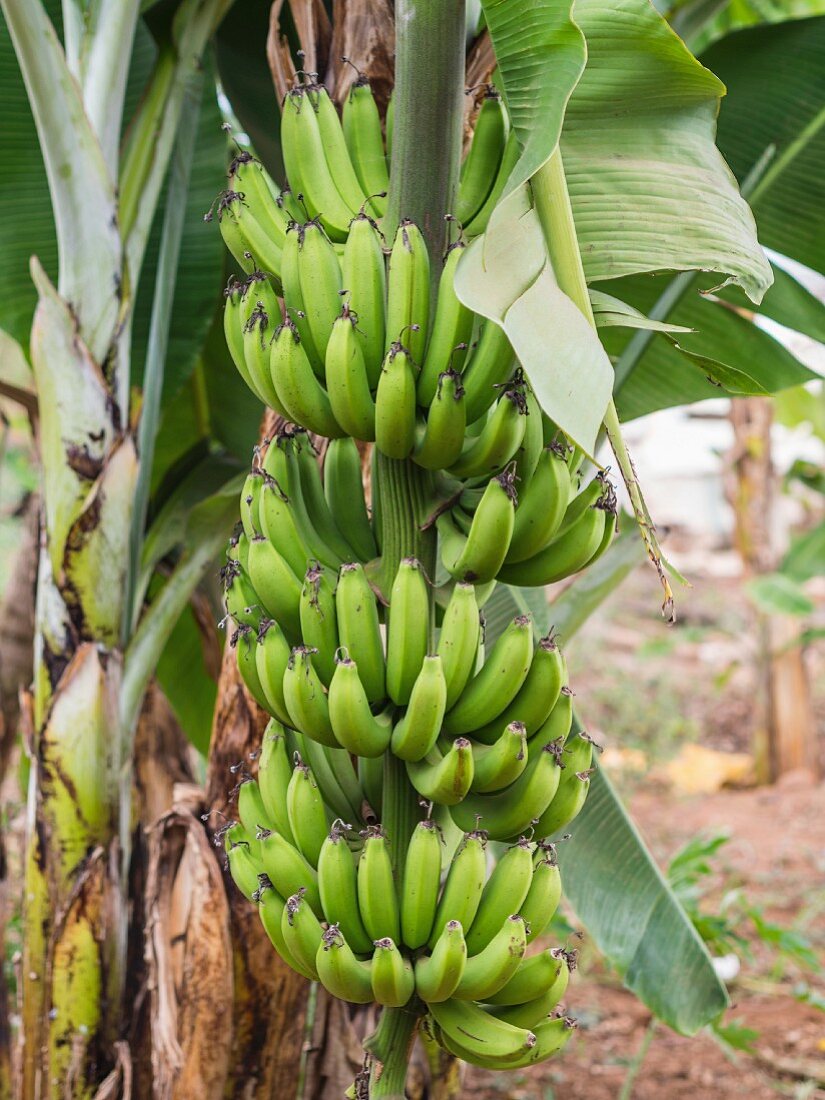 Grüne Bananen wachsen in Tansania, Afrika