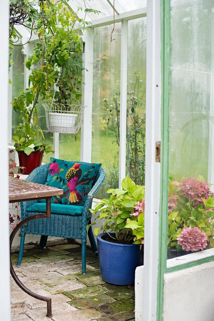 Potted hydrangeas next to blue-painted wicker chair in greenhouse