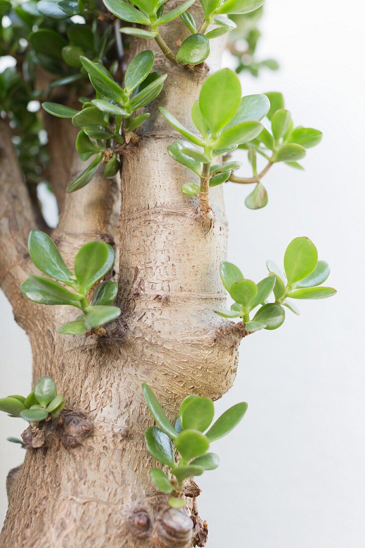 Detail of very old Crassula ovata with leaves sprouting from trunk