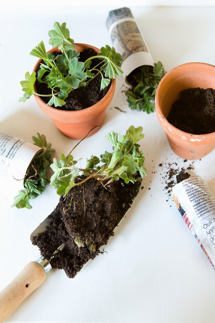 Planting seedlings in terracotta pot