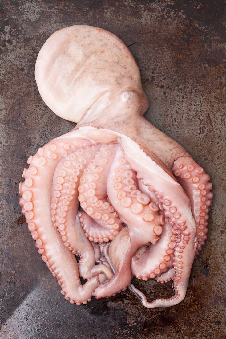 Ein Oktopus