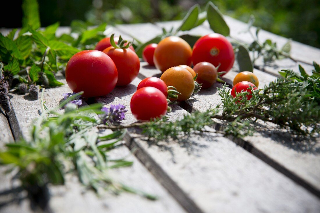 Various tomatoes and fresh herbs on a wooden table