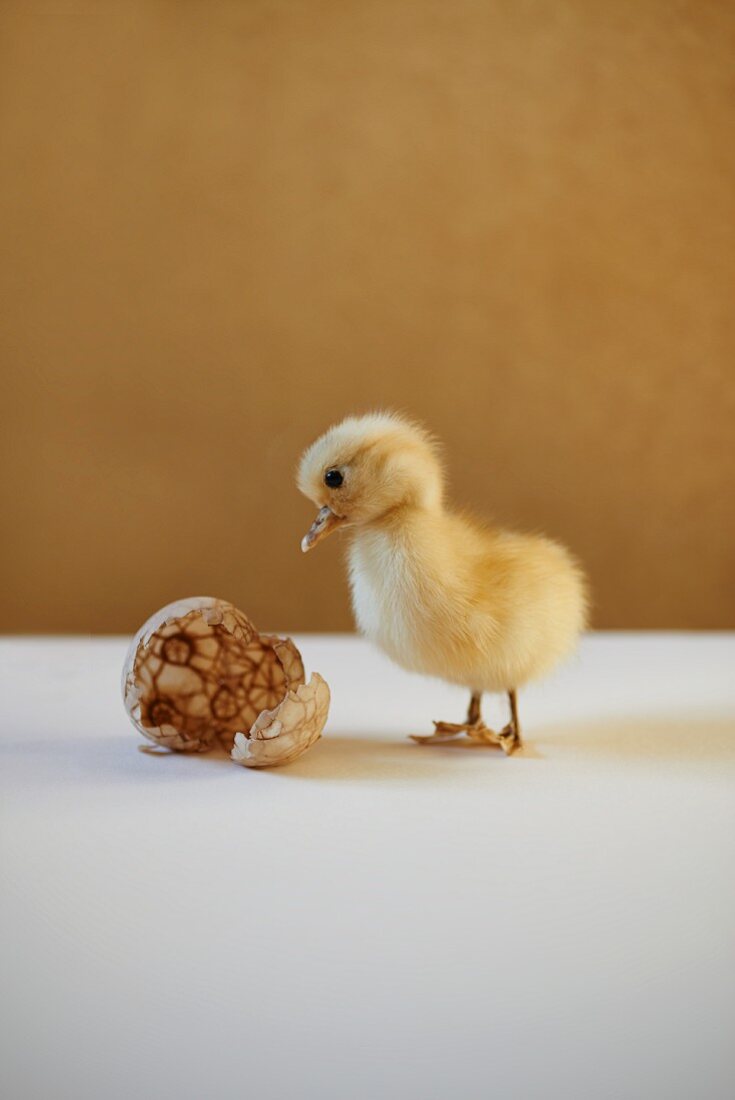 A live chick with a tea-stained duck egg