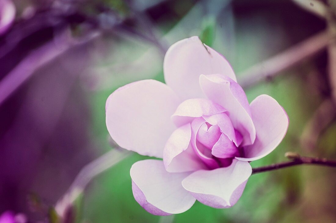 Magnolia flower