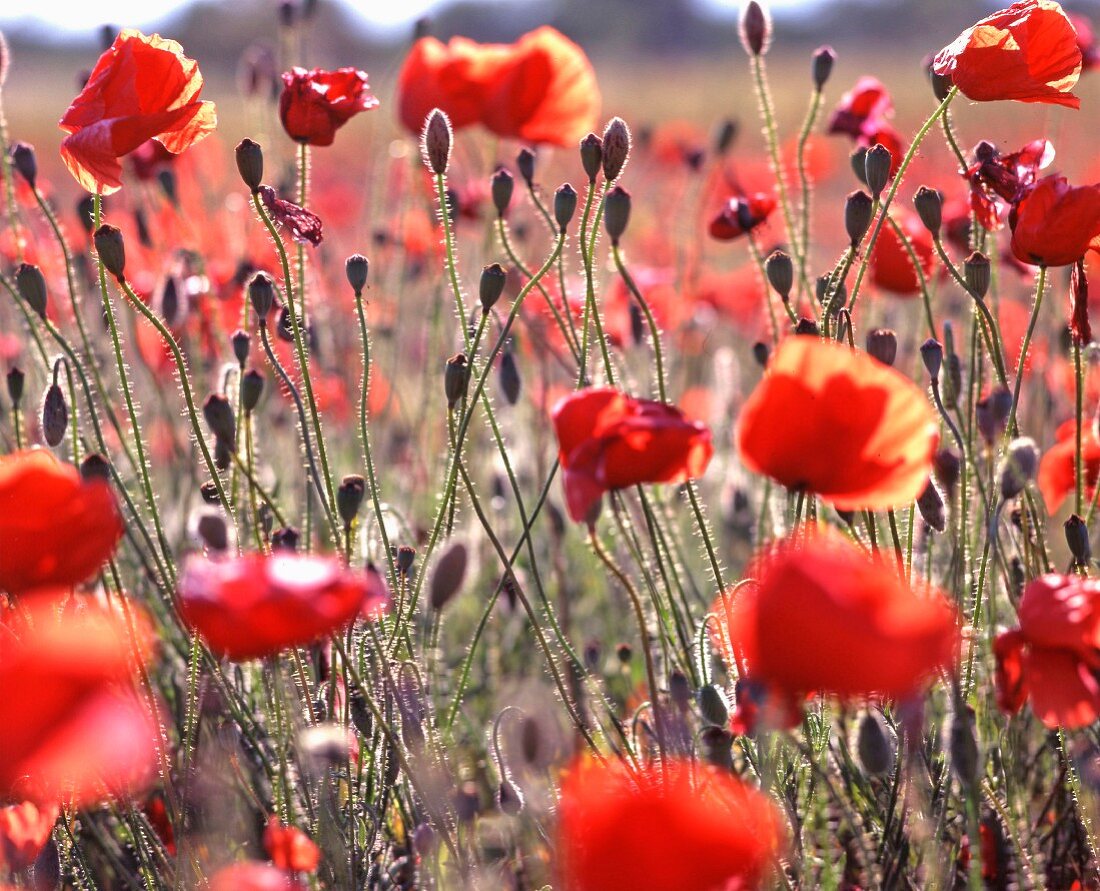 Poppy field