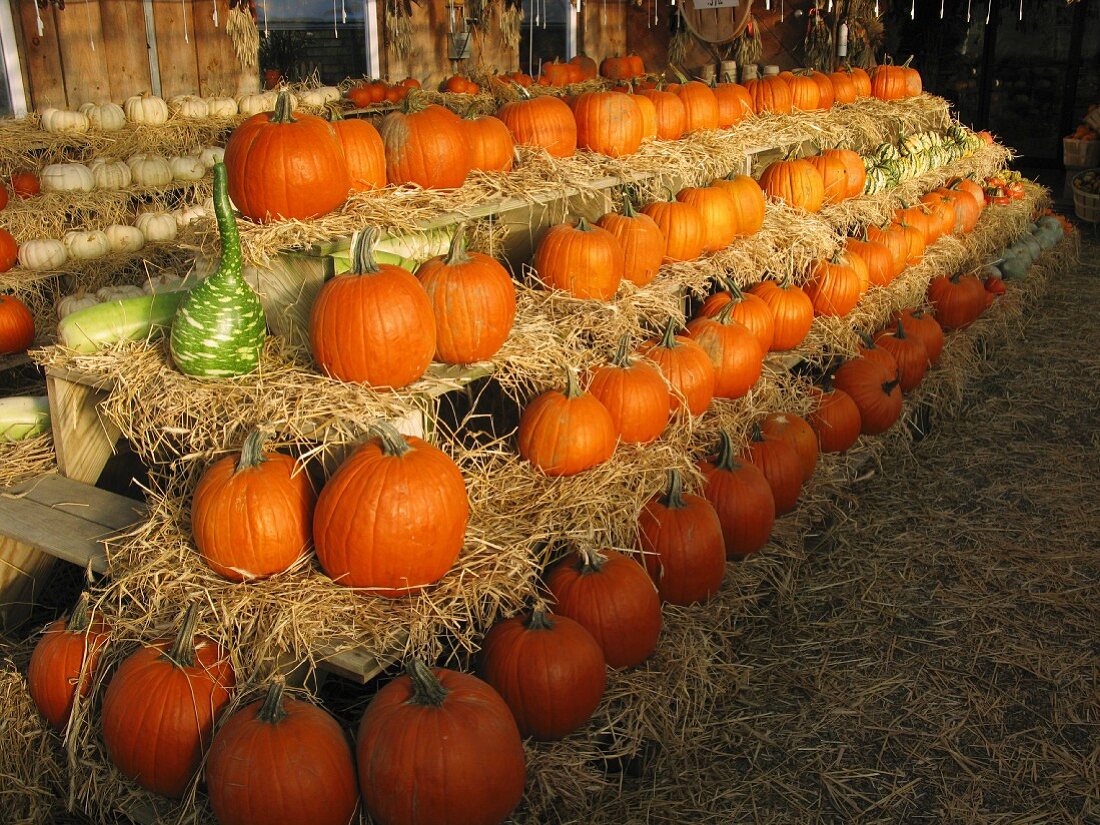 Pumpkins stacked in a barn