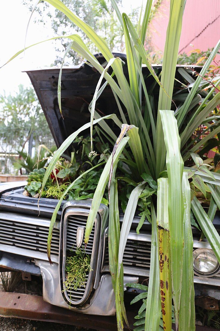 Plants planted under bonnet of vintage car