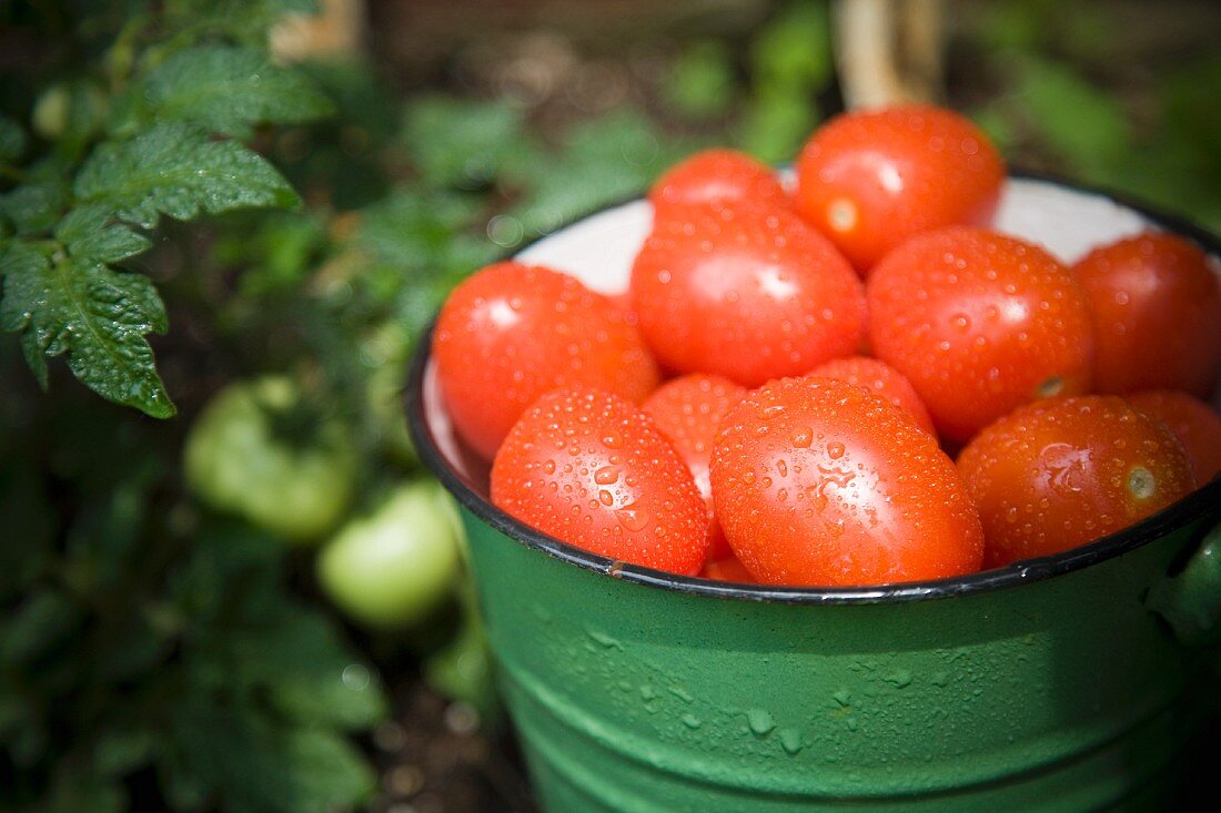 Freshly harvested plum tomatoes in an enamel bucket