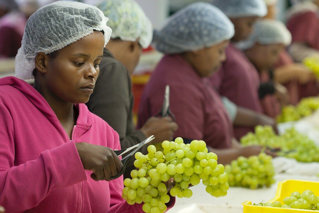 Workers preparing grapes for packaging