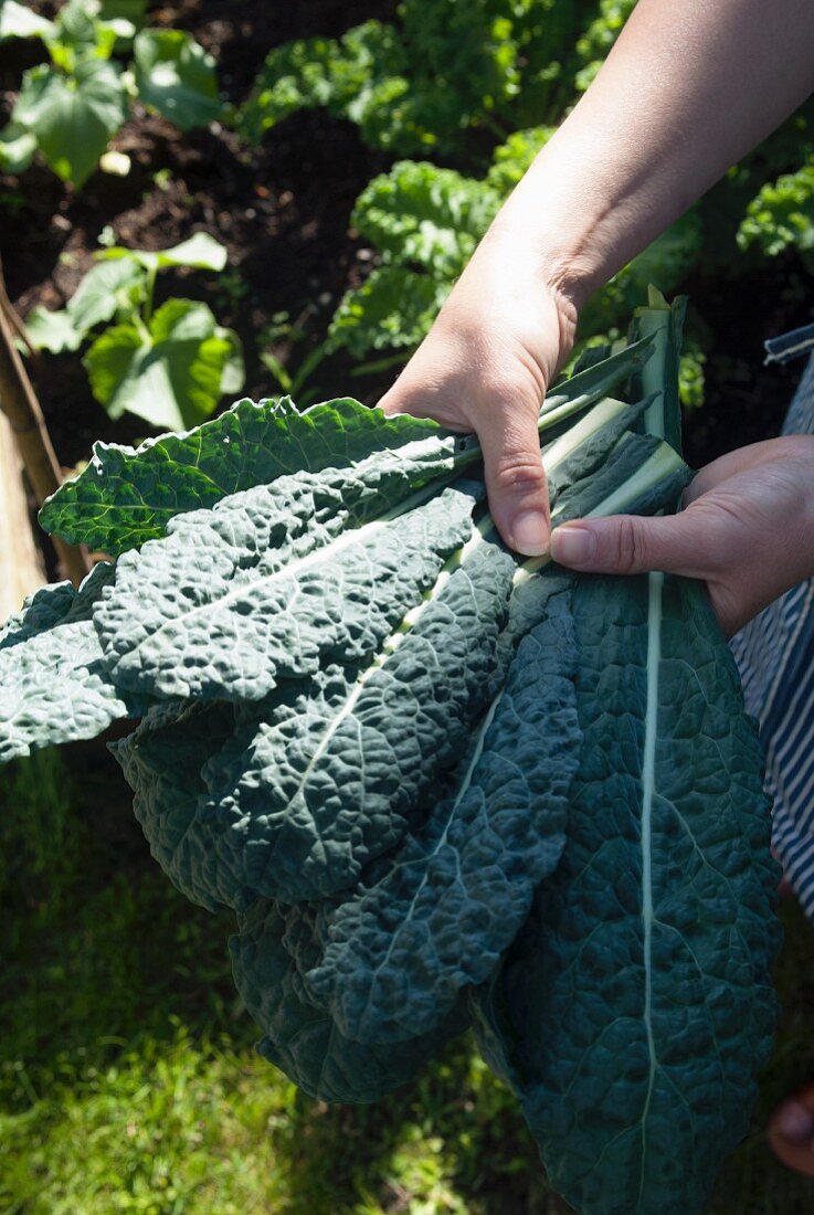 Hands holding freshly harvested kale