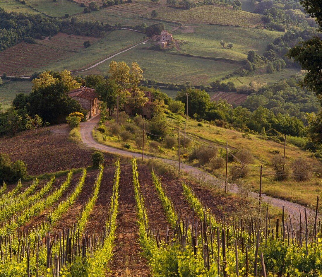 Weinberg des Chianti-Classico-Gutes Fontodi, Panzano, Toskana