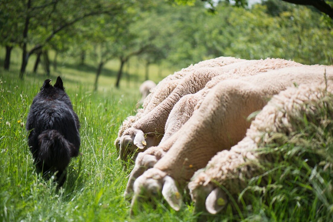A sheep dog walking past grazing lambs