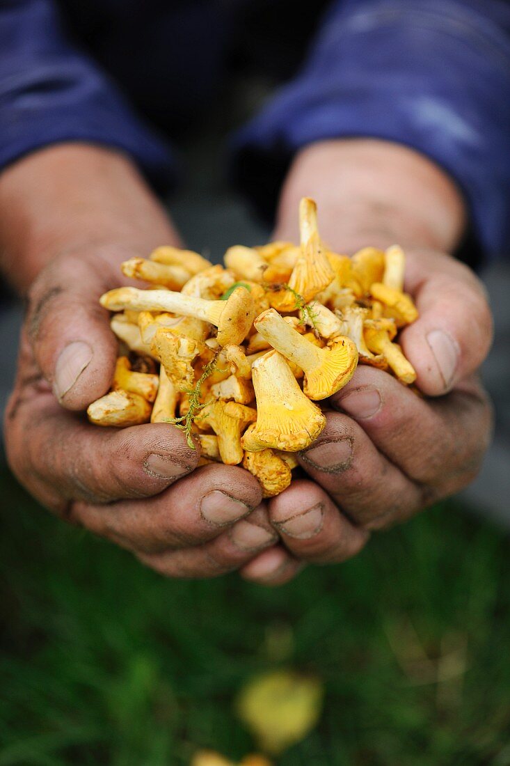 Hands holding freshly picked chanterelles
