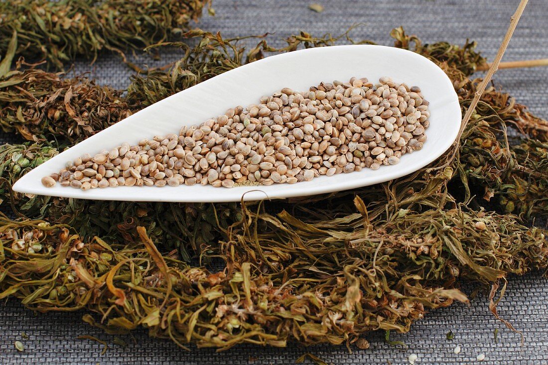 Dried hemp and a dish of unshelled hemp seeds