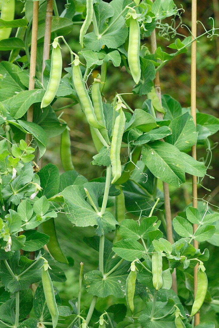 Pea pods on a plant