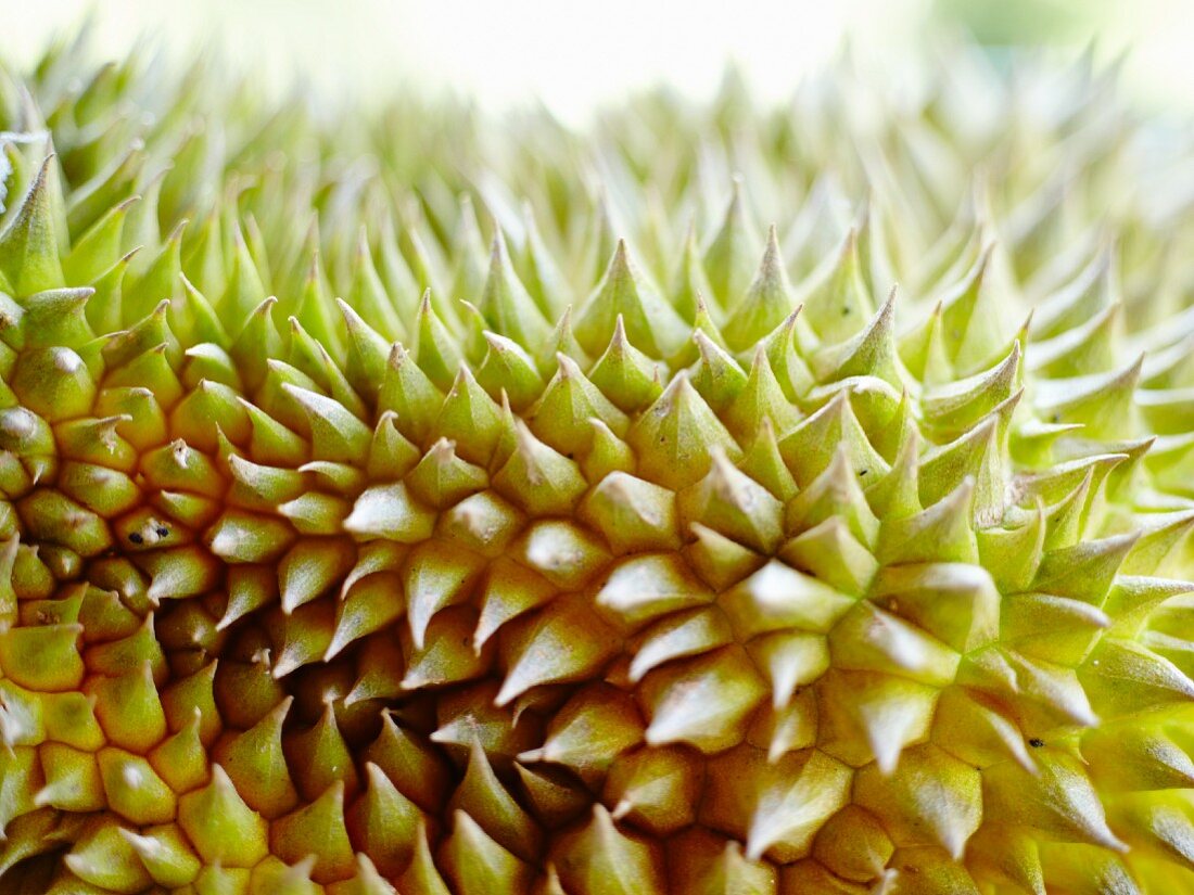 A durian (close-up)