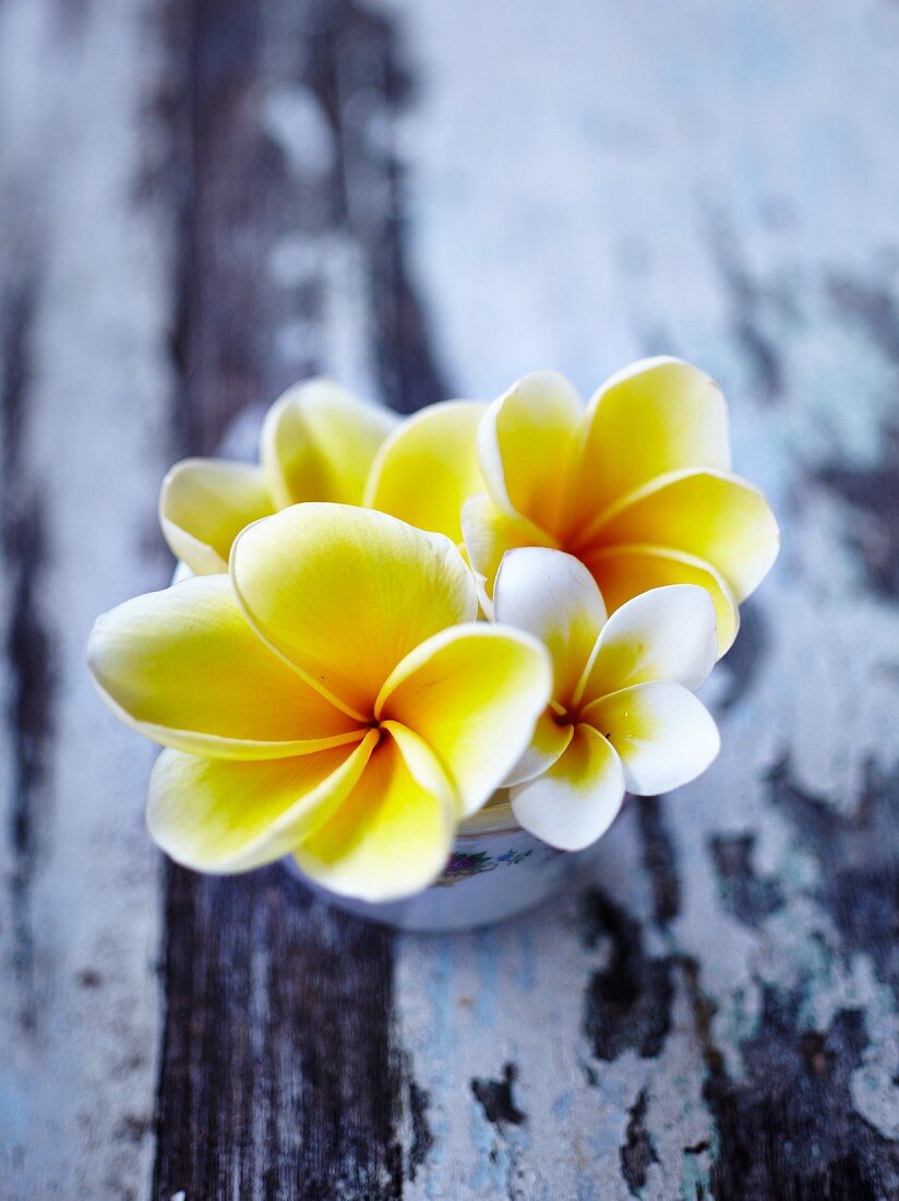 Frangipani-Blüten in Tasse auf Holzuntergrund