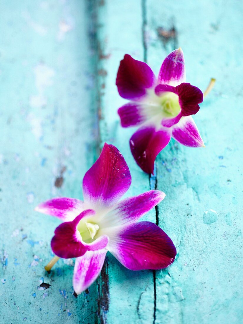 Orchids on blue wood
