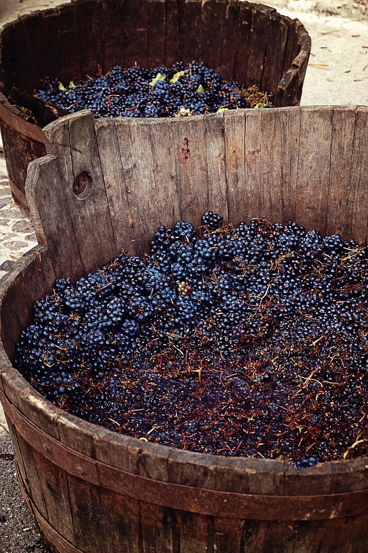 Harvested red wine grapes in a wooden vat