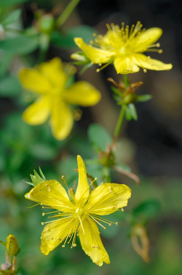 Flowering St. Johns' wort (close-up)