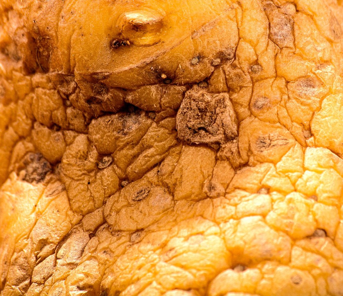 An old, wrinkly potato (close-up, detail)
