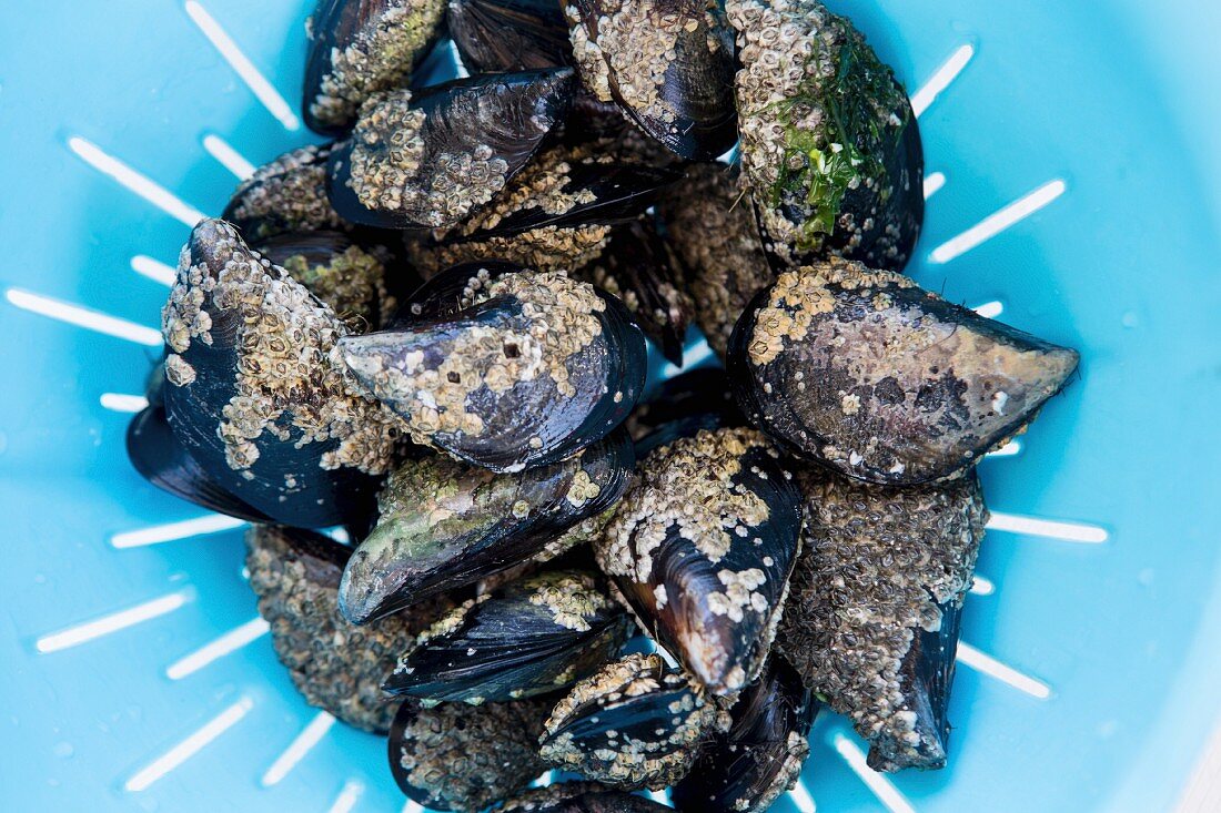 Mussels in a plastic colander (seen from above)