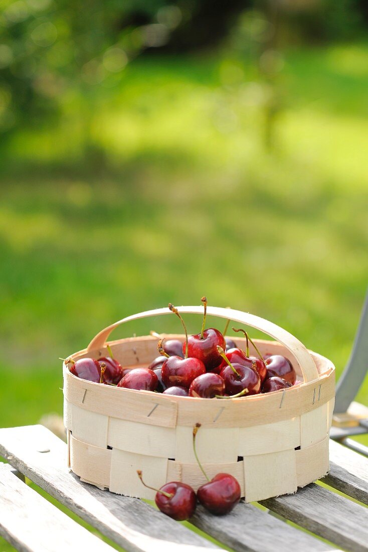 Sour cherries in a wooden basket on a garden chair