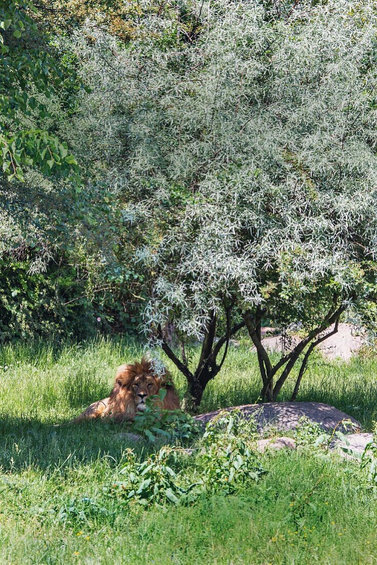 A lion cooling down in the shade at Leipzig Zoo
